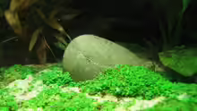 Hemianthus callitrichoides