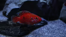 Hemichromis lifalili