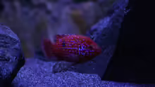 Hemichromis lifalili