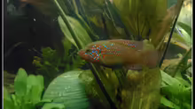 Hemichromis lifalilli