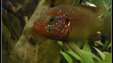 Hemichromis lifalilli