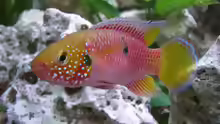 Hemichromis