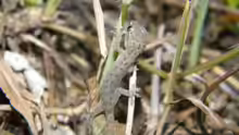 Hemidactylus frenatus