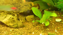 Hemigrammus bleheri & Corydoras panda