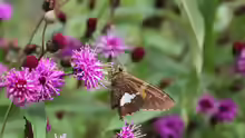 Hesperia comma