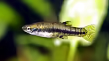 Heterandria formosa
