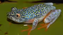 Heterixalus madagascariensis
