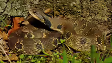 Heterodon platirhinos