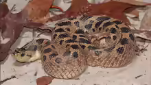 Heterodon simus