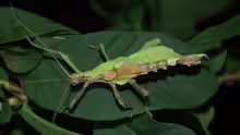 Heteropteryx dilatata