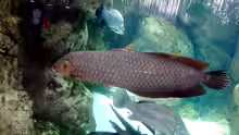 Heterotis niloticus