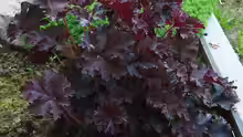 Heuchera micrantha