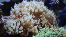 Hier zeige ich euch meine Anemonenfische mit meiner Anemone !