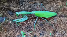 Hierodula membranacea