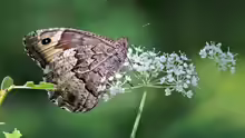 Hipparchia fagi