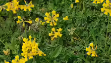 Hippocrepis comosa