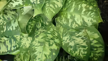 Homalomena wallisii
