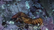 Homarus americanus