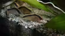 Corydoras arcuatus