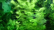 Ceratophyllum submersum