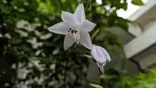 Hosta plantaginea