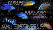 http://www.malawi-guru.de/fischverzeichnis/datenbank/9-fische/49-datenbank.html