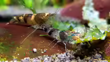 Caridina breviata
