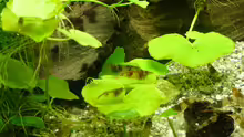 Caridina breviata