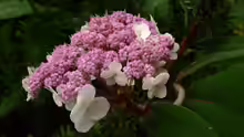 Hydrangea aspera