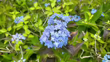 Hydrangea serrata