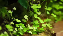 Hydrocotyle cf. tripartita (H. sp. Japan) / Kleeblatt
