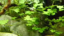 Hydrocotyle cf. tripartita