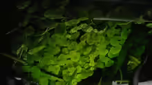 Hydrocotyle leucocephala (Brasilianischer Wassernabel)