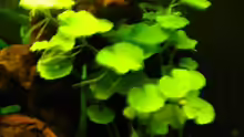 Hydrocotyle leucocephala