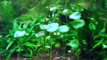 Hydrocotyle verticala