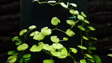 Hydrocotyle Verticillata