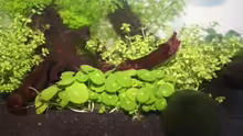 Hydrocotyle vertivillata
