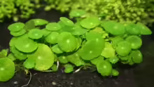 Hydrocotyle vertivillata