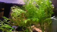 Hygrophila difformis