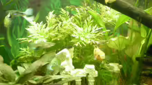 Hygrophila difformis