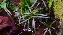 Hygrophila lancea