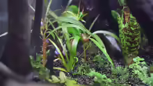 Hygrophila lancea