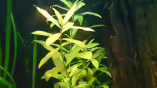 hygrophila polysperma