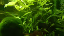 Hygrophila polysperma