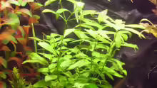 Hygrophila polysperma