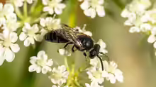 Hylaeus communis
