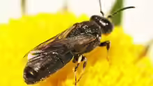 Hylaeus nigritus