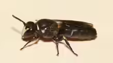 Hylaeus punctulatissimus