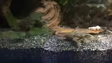 Hymenochirus boettgeri
