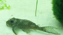 Hypancistrus sp., Arabesken-Harnischwels, Queen Arabesque, L 260